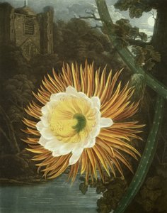 The Night Blowing Cereus or Night-flowering Cactus, engraved by Dunkarton, from 